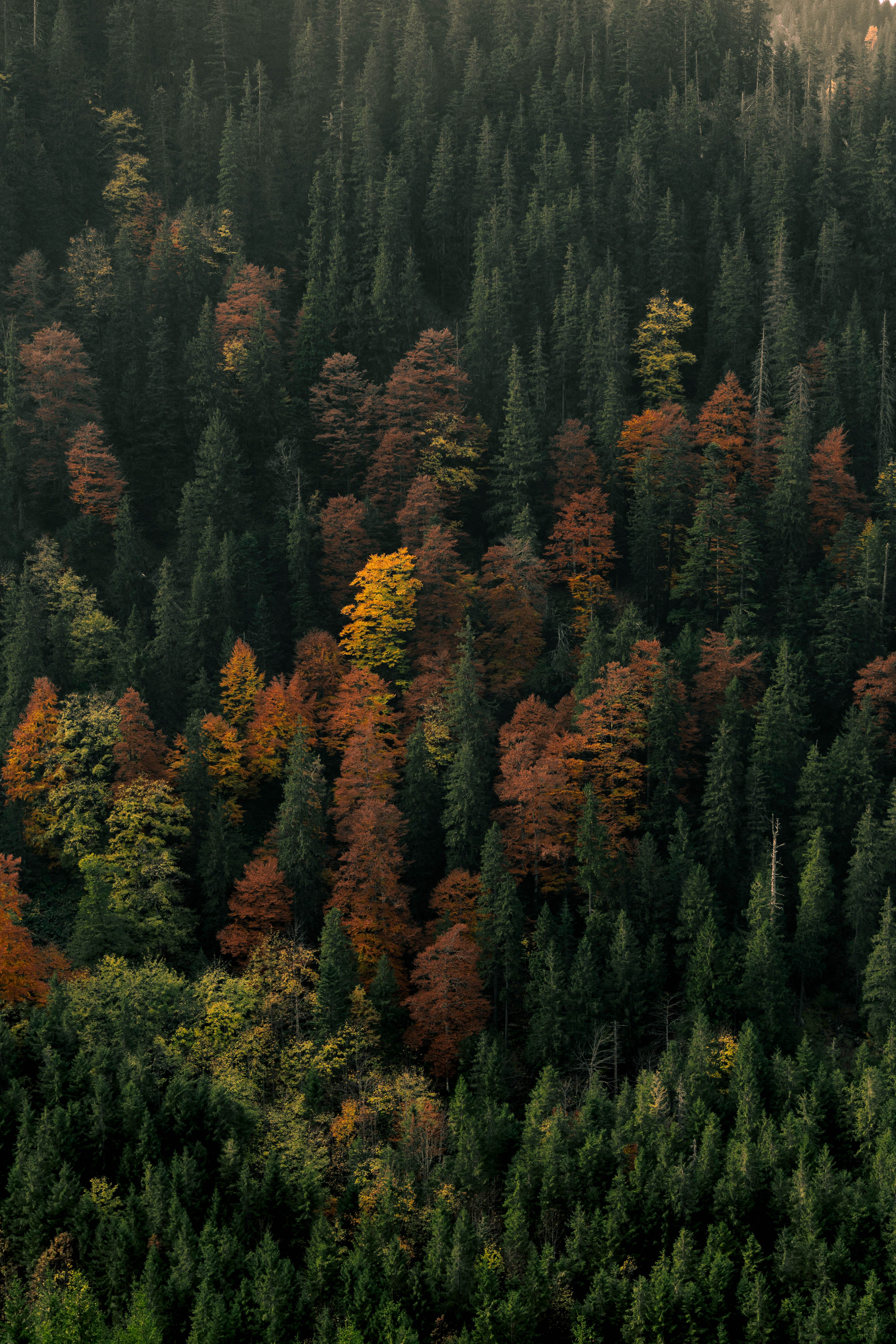 Bosque pirenaico en otoño a 200mm.