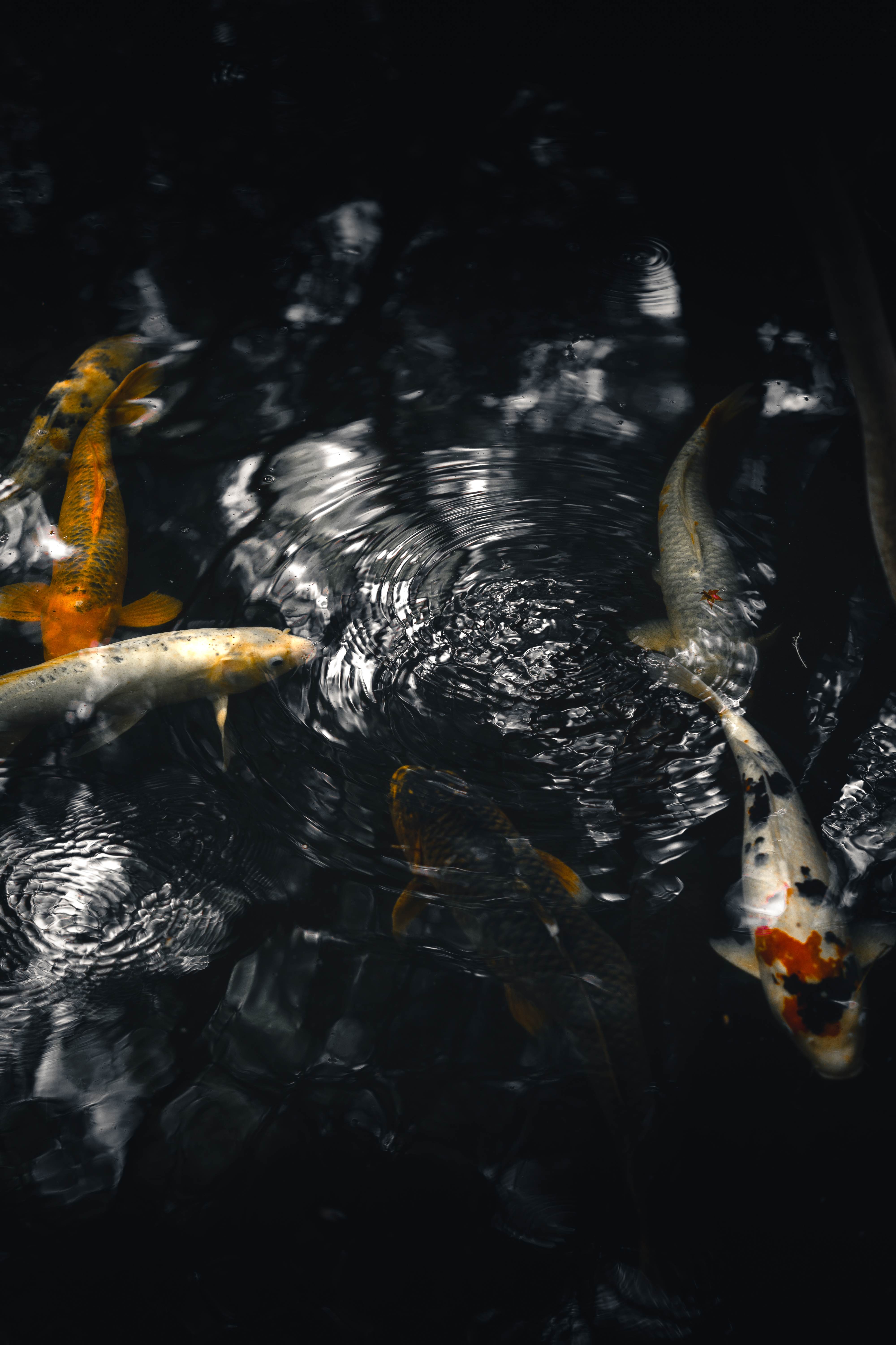 Koi negro cortando la superficie de un estanque oscuro, un disparo a 85mm.